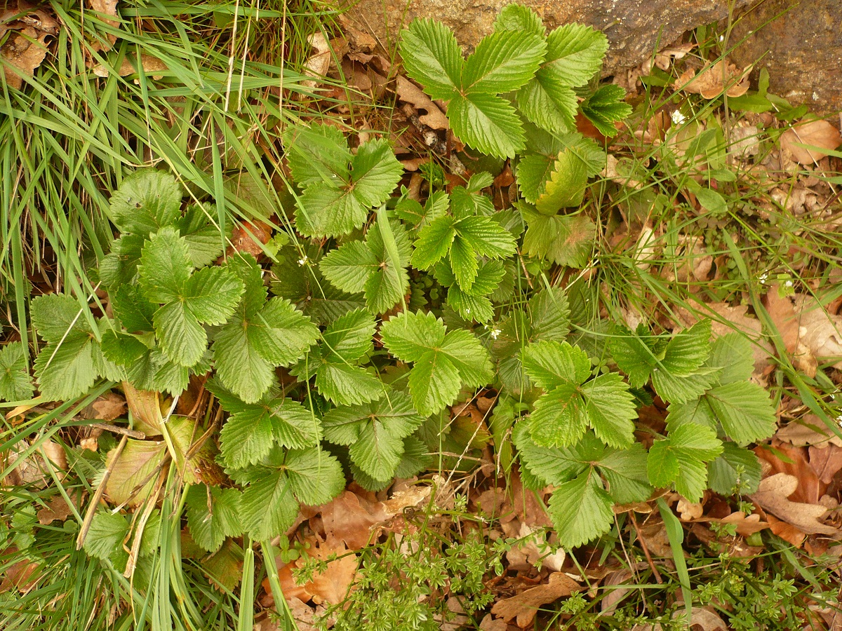 Fragaria vesca (Rosaceae)
